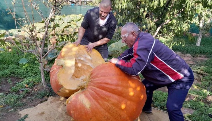 Тиквата е отгледана за 7 месеца в село Старо Оряхово