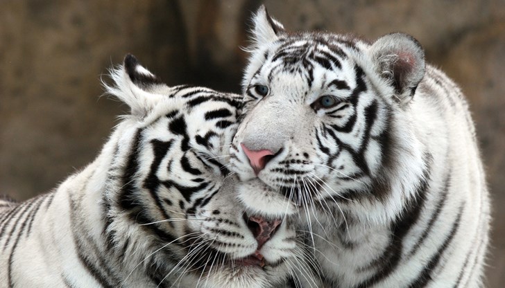 Малките са родени на 28 юли и от два дни могат да бъдат видени от всеки посетител