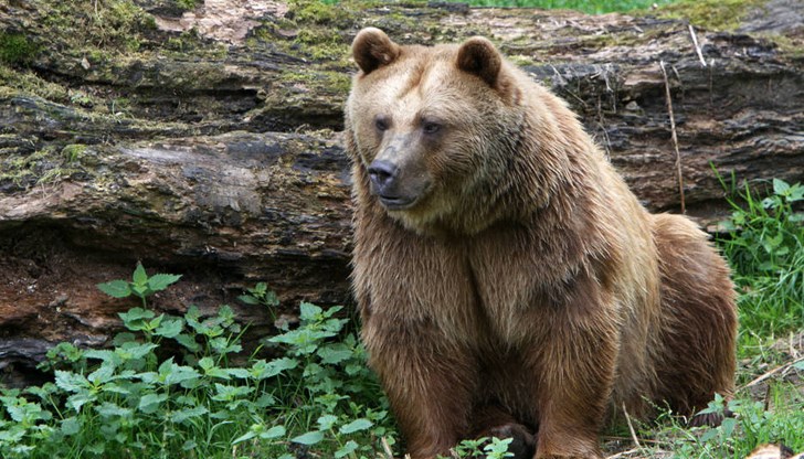 Тя спи от вече десет дена Тя спи от вече десет дена