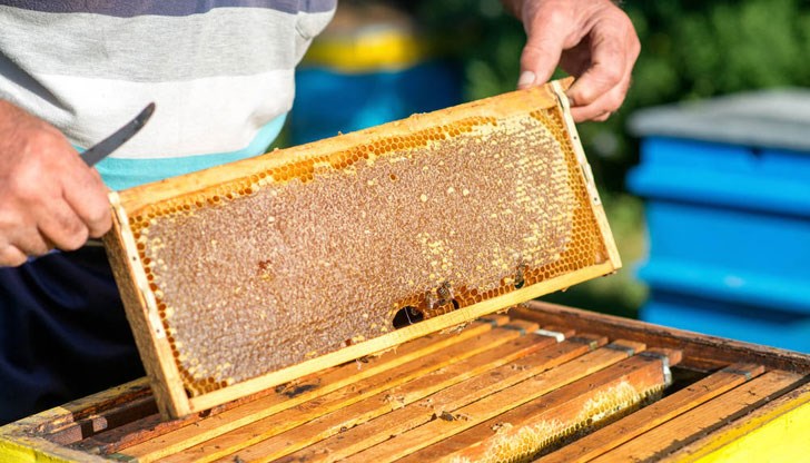 Пчелари незаконно внасят чуждестранни пчели майки
