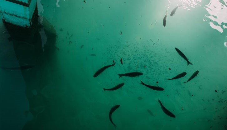 Целта е да се оцени въздействието на скорошното изпускане на пречистена радиоактивна вода от атомната централа Целта е да се оцени въздействието на скорошното изпускане на пречистена радиоактивна вода от атомната централа