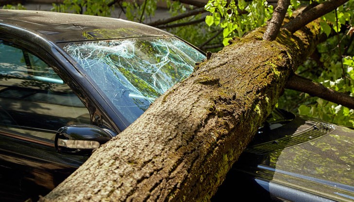 На метри от дървото са минавали майка с две деца На метри от дървото са минавали майка с две деца
