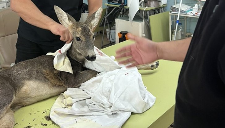 Животното е транспортирано до Зоологическата градина в София за преглед от лекар и лечение