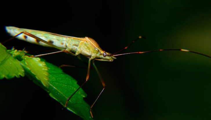 Ако глобалното затопляне продължи, можем ли да очакваме повече насекоми през цялата година?