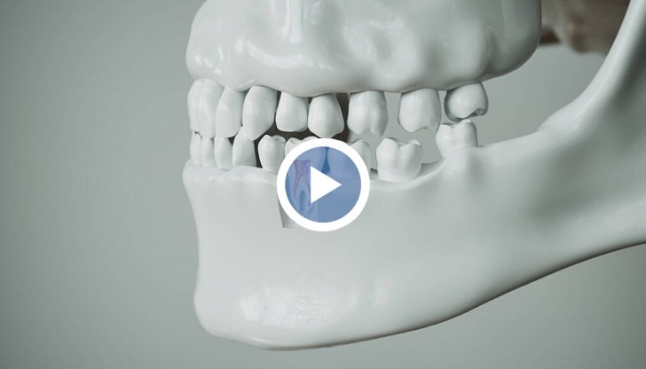 Теоретично от тях могат да растат нови зъби