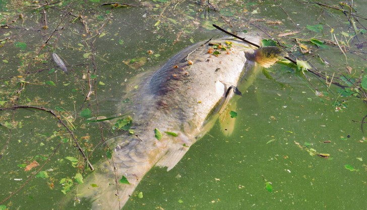 По време на обхода на река Девинска през август бе установено аварийно заустване на отпадъчни води в река Девинска По време на обхода на река Девинска през август бе установено аварийно заустване на отпадъчни води в река Девинска