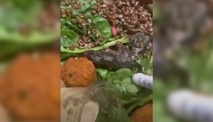 Започнали да се хранят, момичета откриха мъртвия гризач в готова салата от супермаркет в Швейцария Започнали да се хранят, момичета откриха мъртвия гризач в готова салата от супермаркет в Швейцария