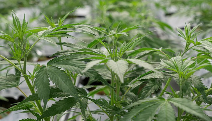 Полицаи установиха засаждения с канабис и пакети с марихуана