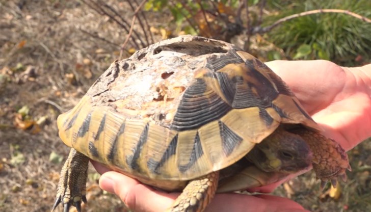 В спасителния център се полагат грижи за над 200 ранени костенурки