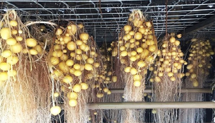 Въпреки че идеята за отглеждане на картофи във въздуха може да изглежда футуристична, днес тя е реалност