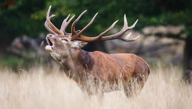 Участието на Зоопарка в това начинание няма да е еднократно