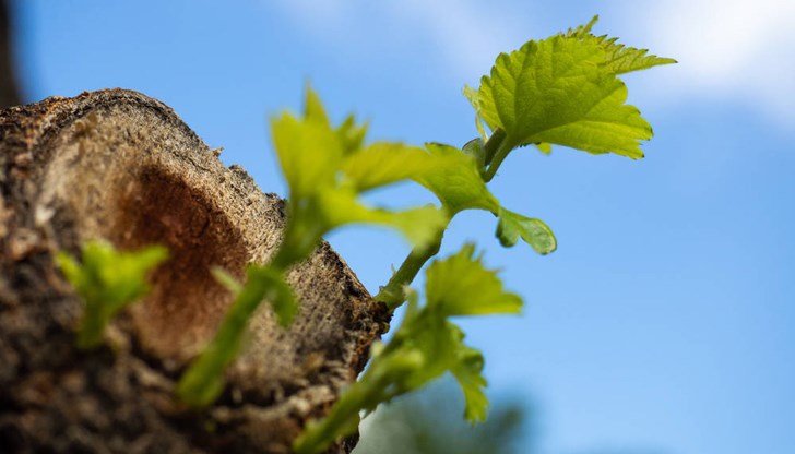 Според заместник-министъра на земеделието и храните добра практика е поливането чрез системи за напояване Според заместник-министъра на земеделието и храните добра практика е поливането чрез системи за напояване