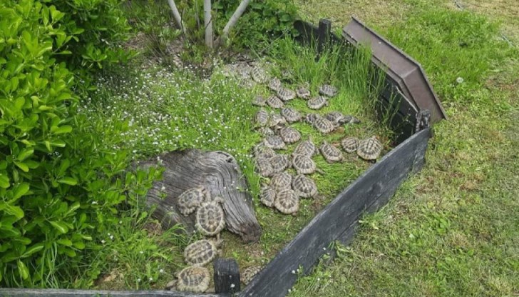 Липсата на достатъчно светлина им се е отразила неблагоприятно Липсата на достатъчно светлина им се е отразила неблагоприятно