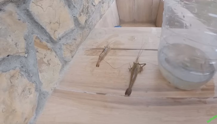 Установено е, че се касае за месоядна източноазиатска скарида