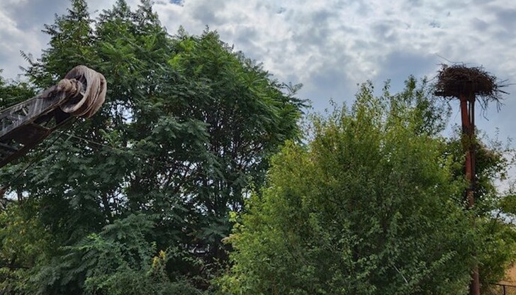 Щъркеловото гнездо е преместено на безопасно място