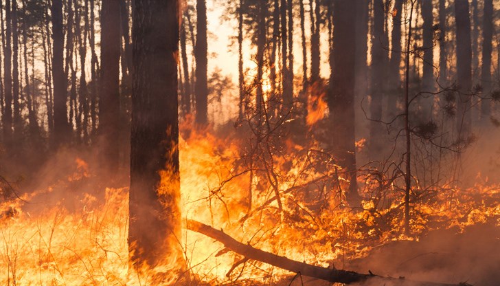 По предварителни данни стихията се е разпростряла на площ от около 1200 декара По предварителни данни стихията се е разпростряла на площ от около 1200 декара