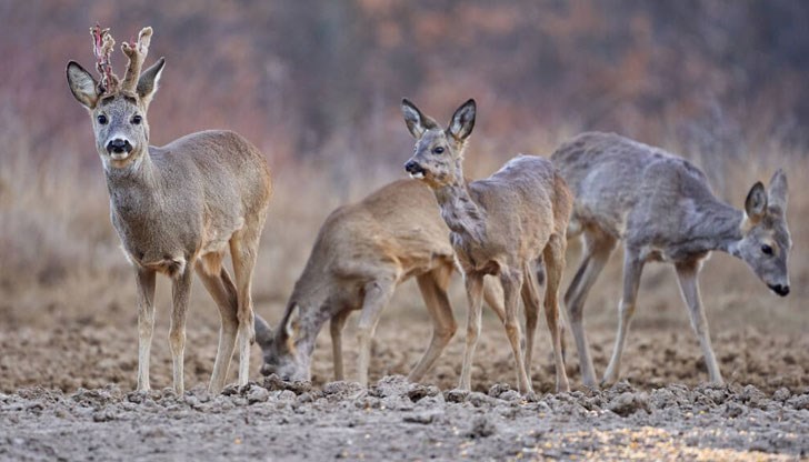 Горските служители са спипали четирима ловци, които разфасоват три сръндака с видими следи от огнестрелни рани