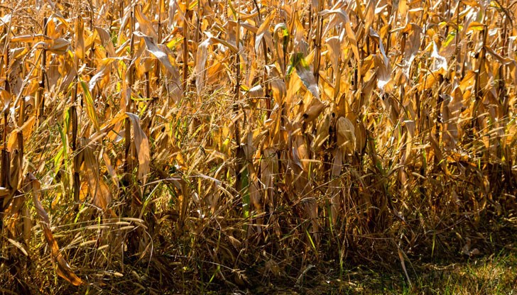 Причината е в трайната суша и високите температури през последните месеци Причината е в трайната суша и високите температури през последните месеци