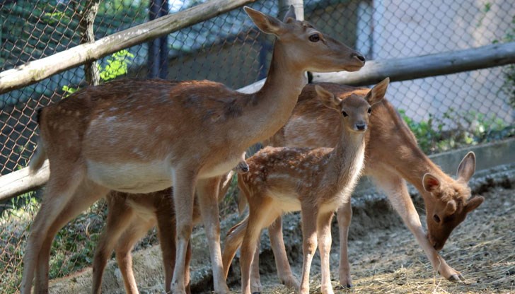 5 от тях са починали, а останалите четири са в много тежко състояние