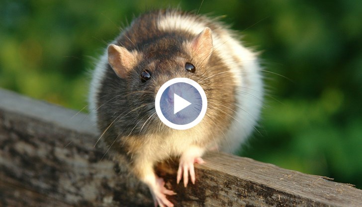 За да го свалят от колата, на помощ били извикани  ветеринарните власти