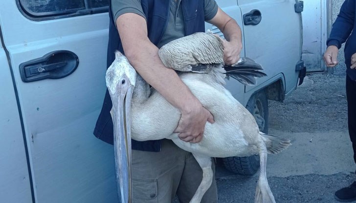 Пеликан е кацнал в двора на къщата му