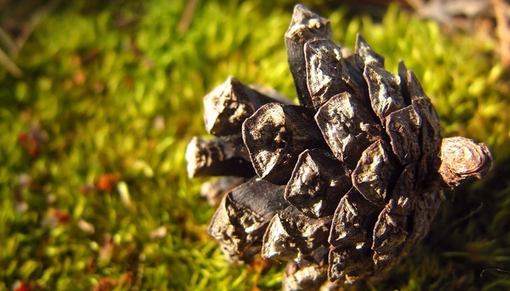 Предстои период със спокойно есенно време Предстои период със спокойно есенно време