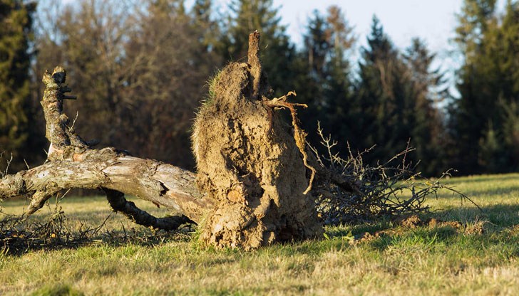 Екипи на Столичната община са реагирали на осем сигнала за паднали клони и дървета Екипи на Столичната община са реагирали на осем сигнала за паднали клони и дървета