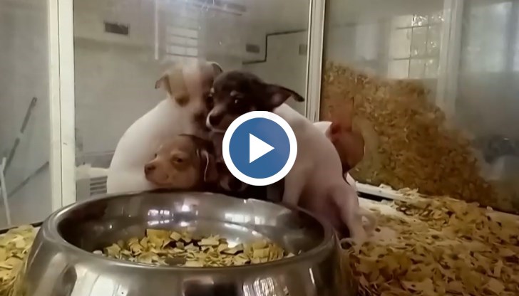 При мащабната акция са арестувани 13 души