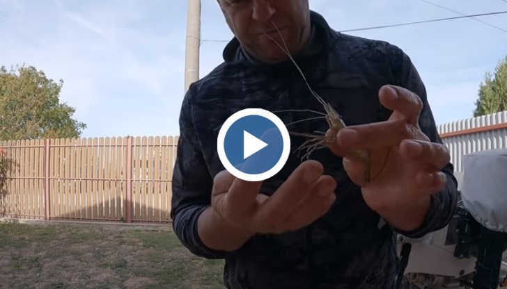 Има опасения, че ако видът е инвазивен, може да навреди на останалите обитатели в реката