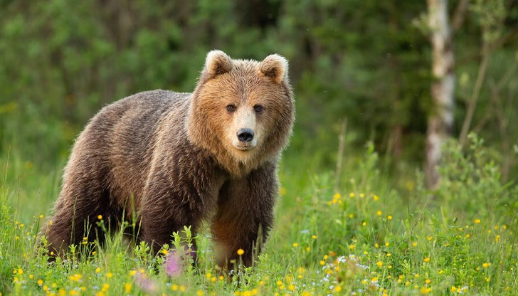 Това е първият случай, в който мечки слизат от гората, казват местните