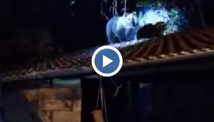 Животните влизат в двора ни, за да хапнат ябълки от дърветата, твърди Мая Михайлова