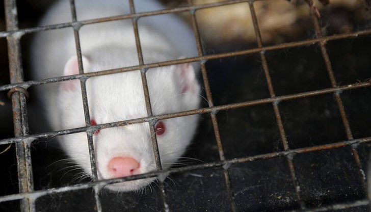 98 заразени животни са открити в българското село Маджерито