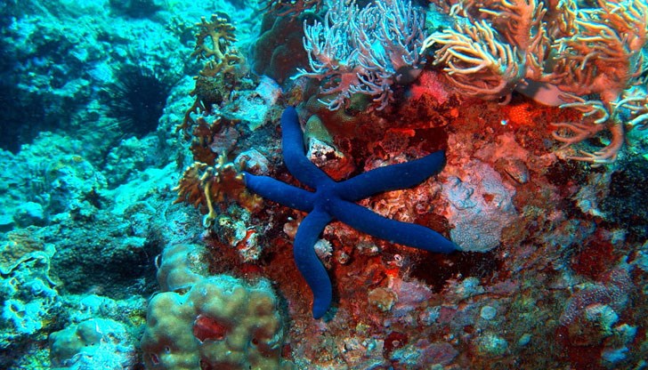 Биолозите отбелязват, че изчезването на естествените врагове на хищните морски звезди е благоприятно за разпространението им