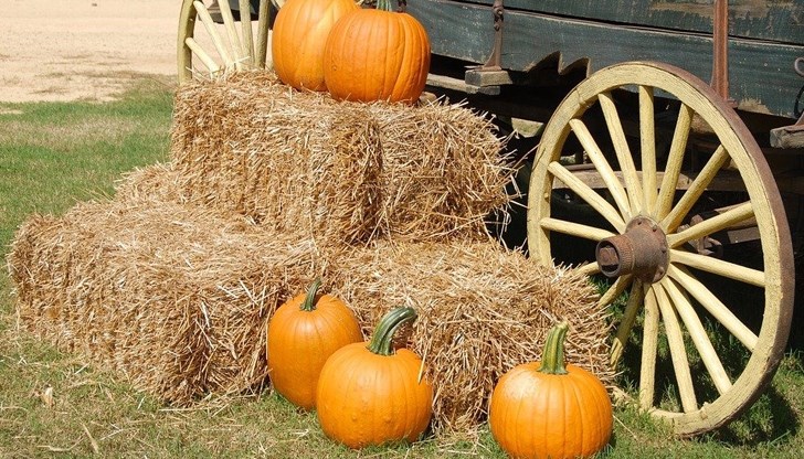 Да посрещнем тиквата в целия й блясък, призовават от читалище "Пробуда" Да посрещнем тиквата в целия й блясък, призовават от читалище "Пробуда"