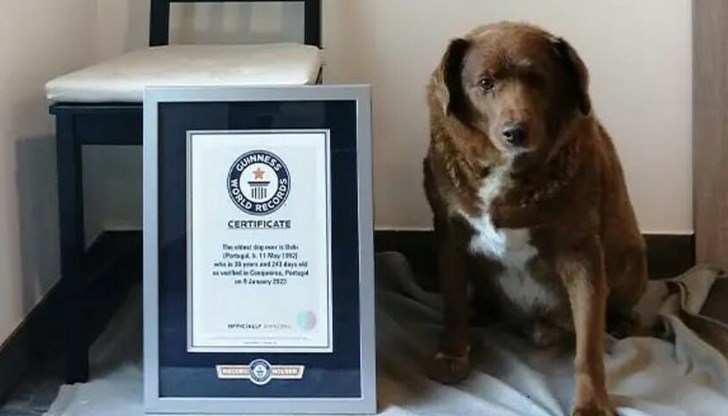 Боби беше вписан в рекордите на Гинес Боби беше вписан в рекордите на Гинес