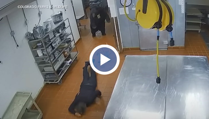 Четириногият насилник бяга от местопрестъплението