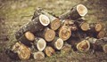 68-годишен мъж от село Сандрово е откраднал дървесина за 1000 лева
