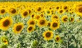 Отпускат над 19 милиона лева спешна помощ за земеделци, отглеждащи слънчоглед