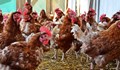Откриха огнище на птичи грип в Пазарджишко