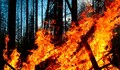 Пожар изпепели борова гора край село Батин