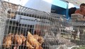 Забраняват пазарите за живи животни и животинска продукция