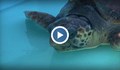 Рибари спасиха костенурка от застрашения вид
