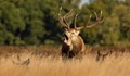 Две кошути и благороден елен са убити в Шуменско