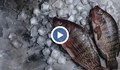 Слаб улов на риба седмици преди Никулден