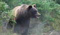 Мечка нападна човек в Северна Македония