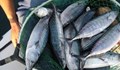 Рибари: Морето остана без чернокоп и паламуд