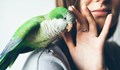 РИОСВ - Русе върнаха папагала - беглец на собствениците му
