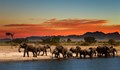 Разкриха причината за мистериозните масови смъртни случаи на африкански слонове