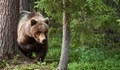 Зачестяват инцидентите с мечки в населени места