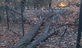 Паднало дърво събори заграждението за кучета в Парка на младежта